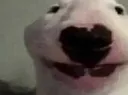 MyPenisHasRisen