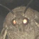 moth