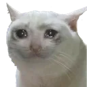 cat_cry