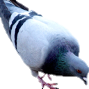 pigeon