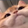 KAT