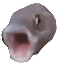 pogfish