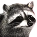 RaccoonR RaccoonR