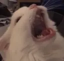 SCREAAAAM