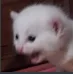 ACOSP_screams