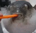 PufferFeed