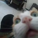 meow