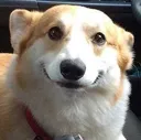smiledoggo