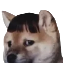 dogshu