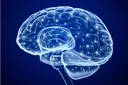 bigbrain