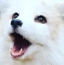 fluffyooooo