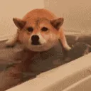 inu_swim inu_swim