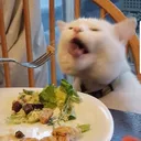 disgust disgust
