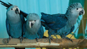 Spixmacaws Discord emoji