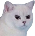 D2S_Z_madcat Discord Emoji