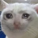 cryingcat