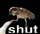 shut