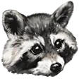 racoon