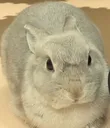 cuterabbit cuterabbit