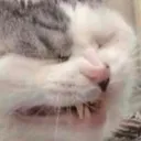 katsneze