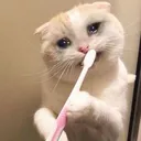 sadcat