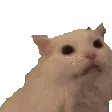 pingcatte2