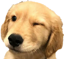 :doggowink: Discord Emote