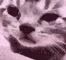 ED_QwQcat