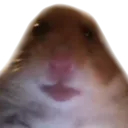 ham ham