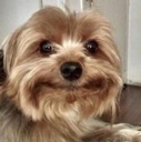 :dogsmile: