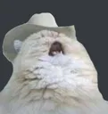 Meow Meow
