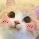 KittyPink KittyPink