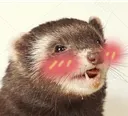 ferretoblush