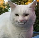 hehe