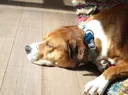 relaxing_in_sun_dog