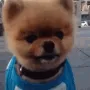 doggo
