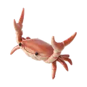 crab