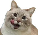 LickCat1