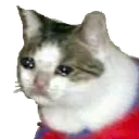 supersadcat