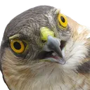 confusedsparrowhawk