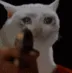 KKKsadcatmurder
