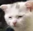 tiredcat