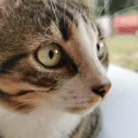 catanothercatofKios Discord Emoji