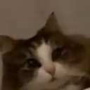 catwtf Discord emoji