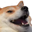 doge