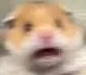 shockhamster