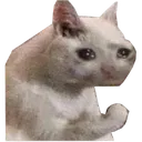 sadcat2