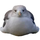 seagullblob Discord Emoji