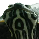 FredFace