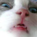 c_catte Discord Emoji